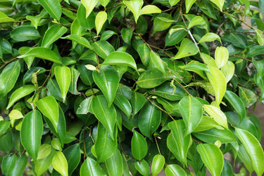 50 WEEPING FIG Ficus Benjamina Benjamin Indian Rubber Tree Houseplant Seeds
